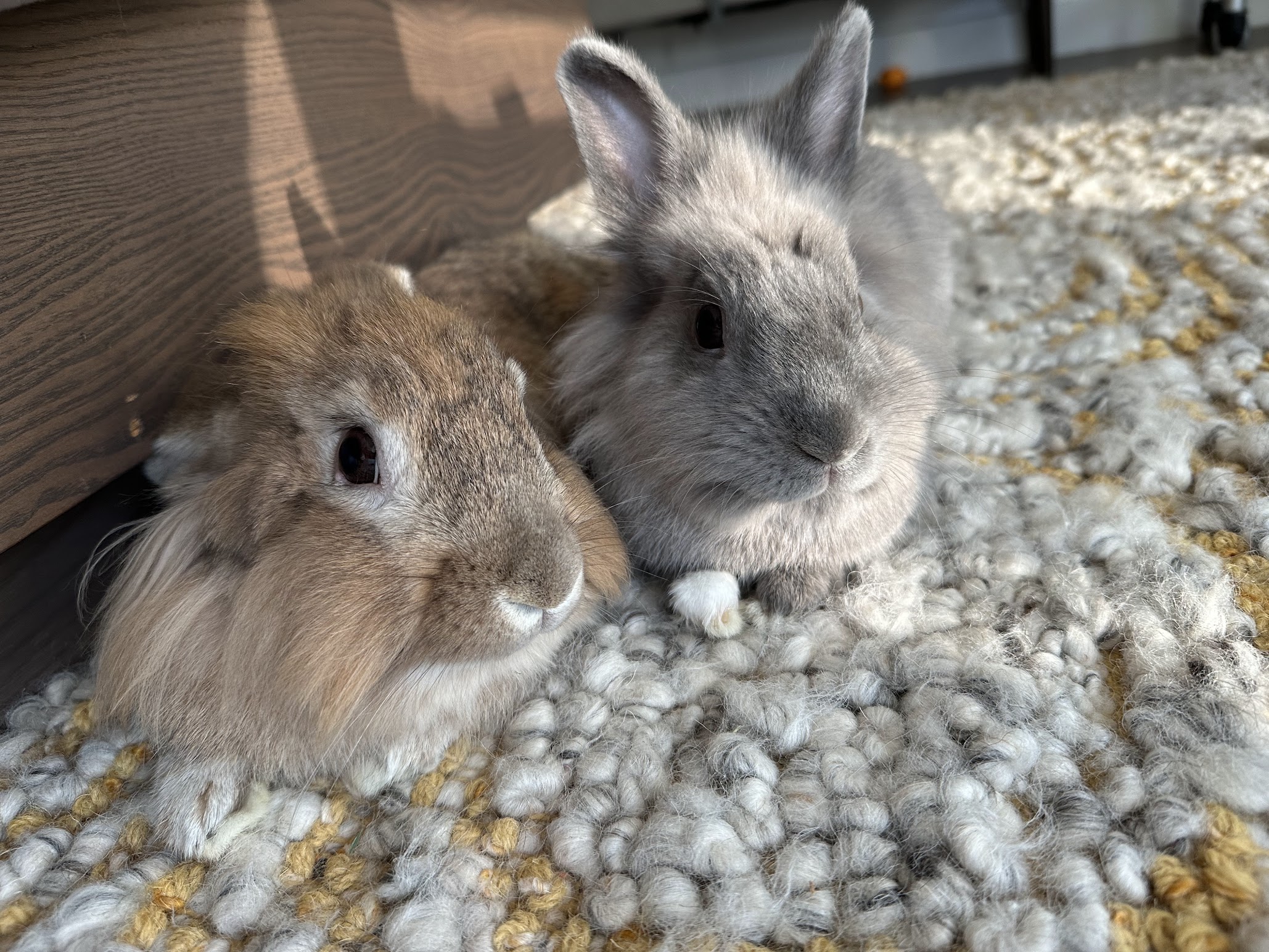 Nabby and Rusty together on a rug